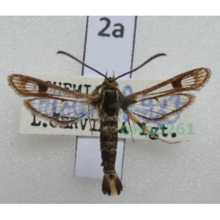 Chamaesphecia empiformis (Esper, 1783) Czech2a
